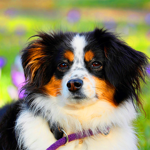 FOTO_Australian-Shepherd_512x512