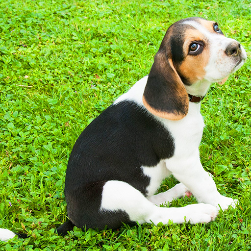 FOTO_Beagle_512x512