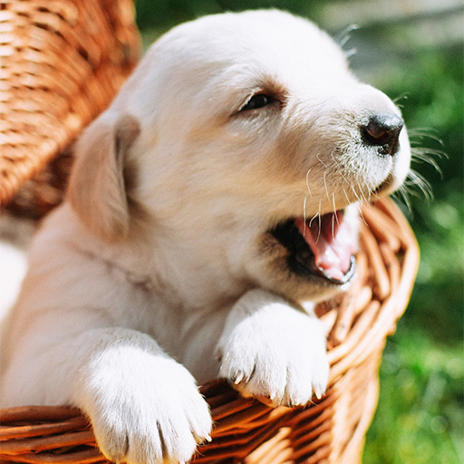 FOTO_Golden_Retriever_Puppy_512x512