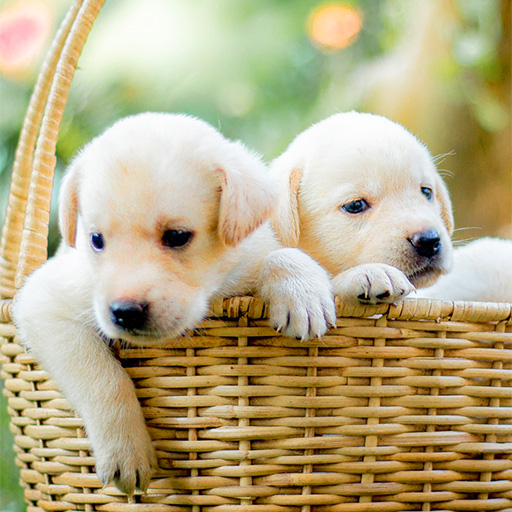 FOTO_Labrador_Retriever_Puppy_512x512